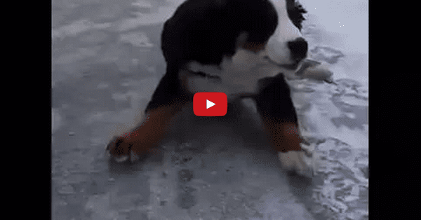 Nothing Says "Majestic" Like A Bernese Mountain Dog on Ice... IN SLOW MOTION!