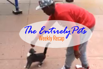 NY Cat Kicker Case Underway, Microchips Facilitate Pet Adoptions, Dog Sweater Saves Pooch from Fire and More in this weeks EntirelyPets Weekly Recap! (January 3-9, 2015)