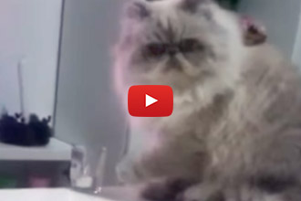 One is Simply Not Enough For This Cat!