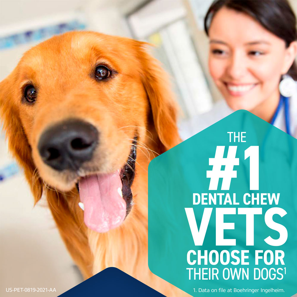 Adult golden retriever with half of the dental chew hanging out of its mouth next to quote reading dissolvable chews