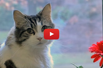 Oscar The Cat Loves His Job At The Nursing Home!