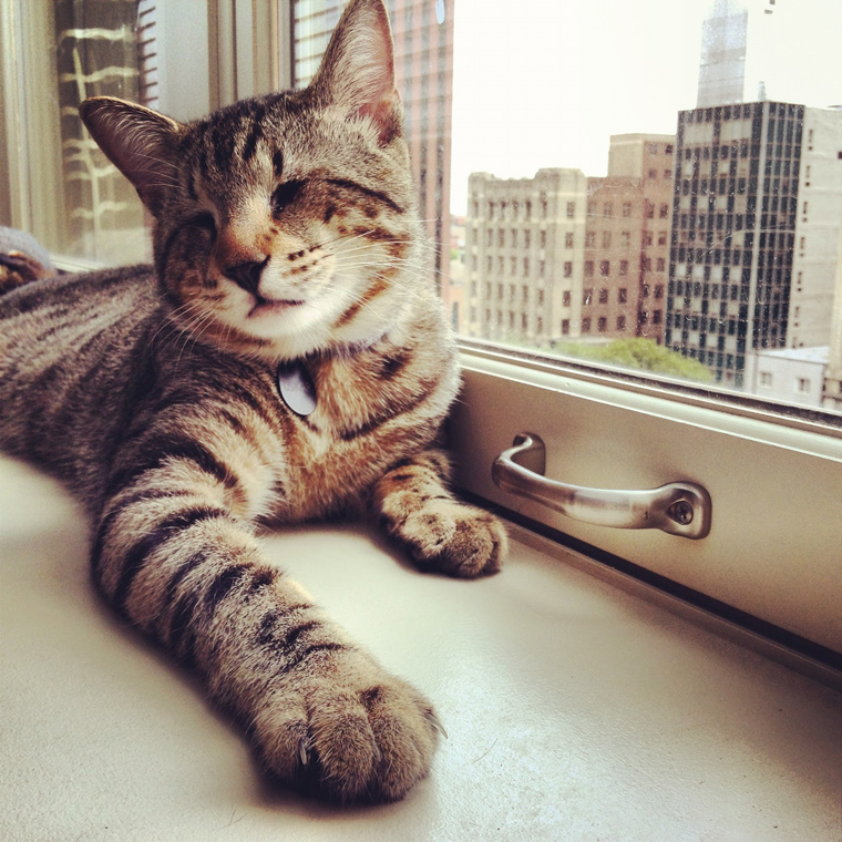 Oskar the Blind Cat
