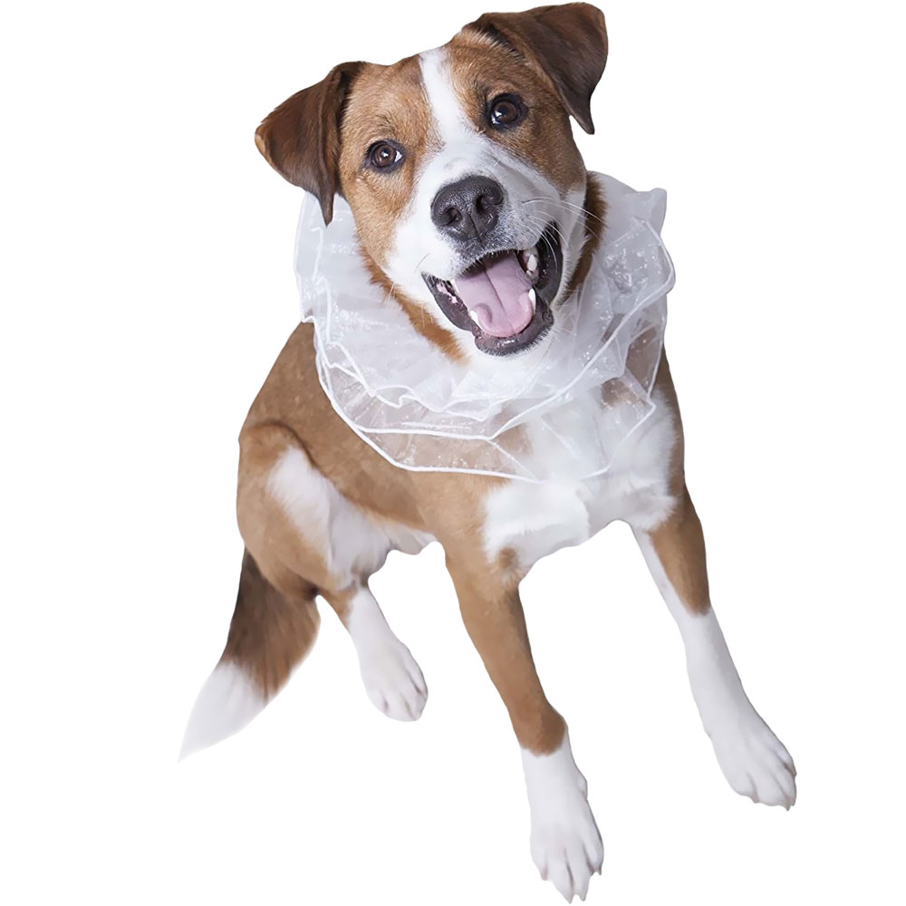 ORGANZA-COLLAR-SMALL