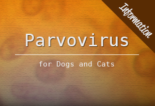 Parvovirus Info | EntirelyPets 