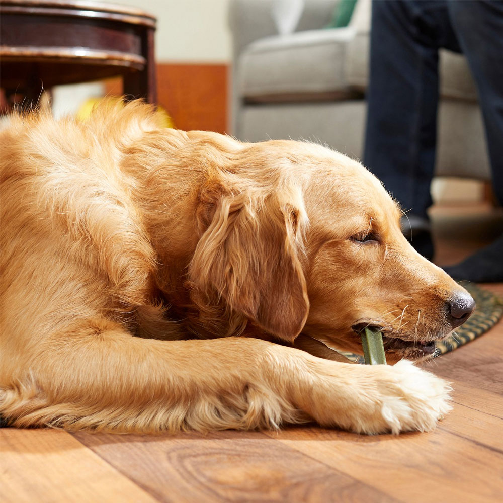 PEDIGREE-DENTASTIX-FRESH-LARGE-6-TREATS