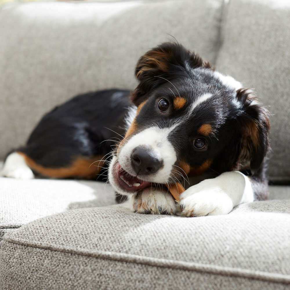 PEDIGREE-DENTASTIX-FRESH-SMALL-MEDIUM-9-TREATS