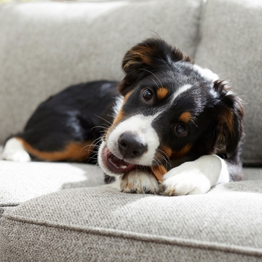 PEDIGREE-DENTASTIX-FRESH-SMALL-MEDIUM-9-TREATS