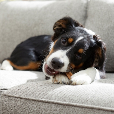 PEDIGREE-DENTASTIX-DAILY-ORAL-CARE-SMALL-MEDIUM-6-OZ