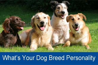 Personality Quiz: What's Your Dog Breed Personality?
