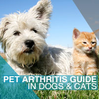 Pet Arthritis Guide