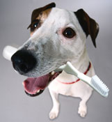 Pet Dental Care