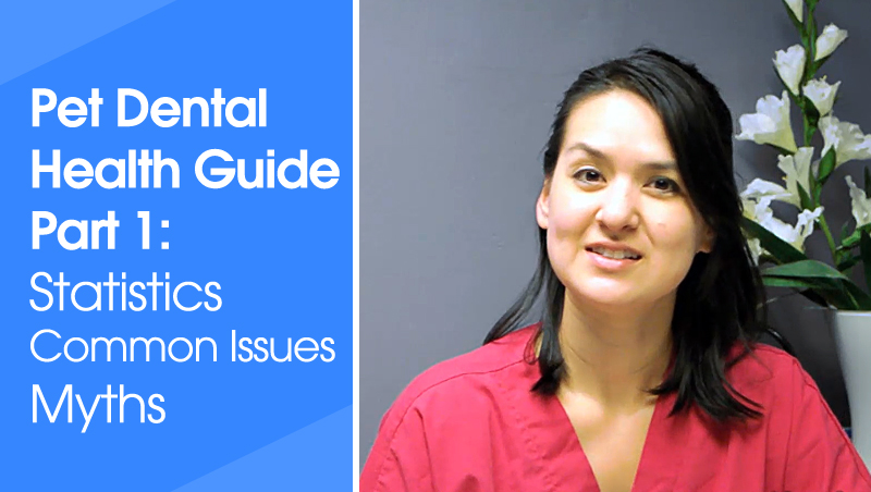 Pet Dental Guide part 1: Dental statistics, common problems, & myths 