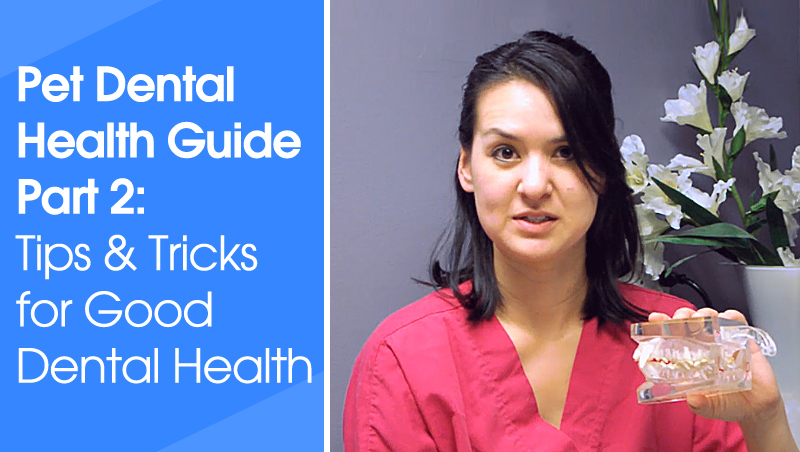 Pet Dental Health Guide part 2: Tips & Tricks for Good Dental Habits!