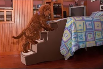 PET-GEAR-EASY-STEP-IV-TAN