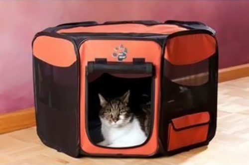 PET-GEAR-OCTAGON-PET-PEN-WITH-REMOVABLE-TOP-36-PINK