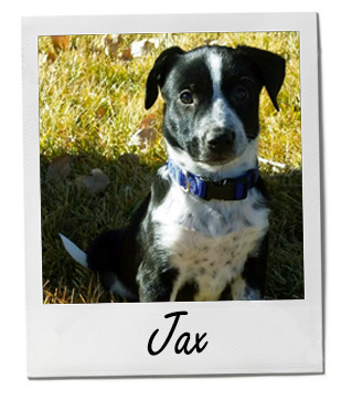 Pet of the Week: Jax 2/9/2015