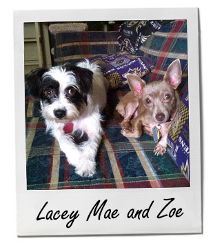 Pet of the Week: Lacey Mae and Zoe 1/12/2015
