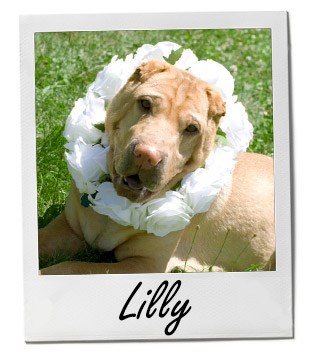 Pet of the Week: Lilly 2/2/2015