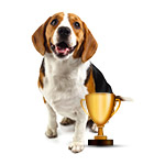 Pet Of The Year 2016