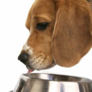 Pet's Guide to Eating Right