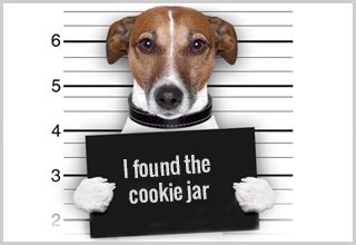 Pet Shaming: Harmless or Heartless?