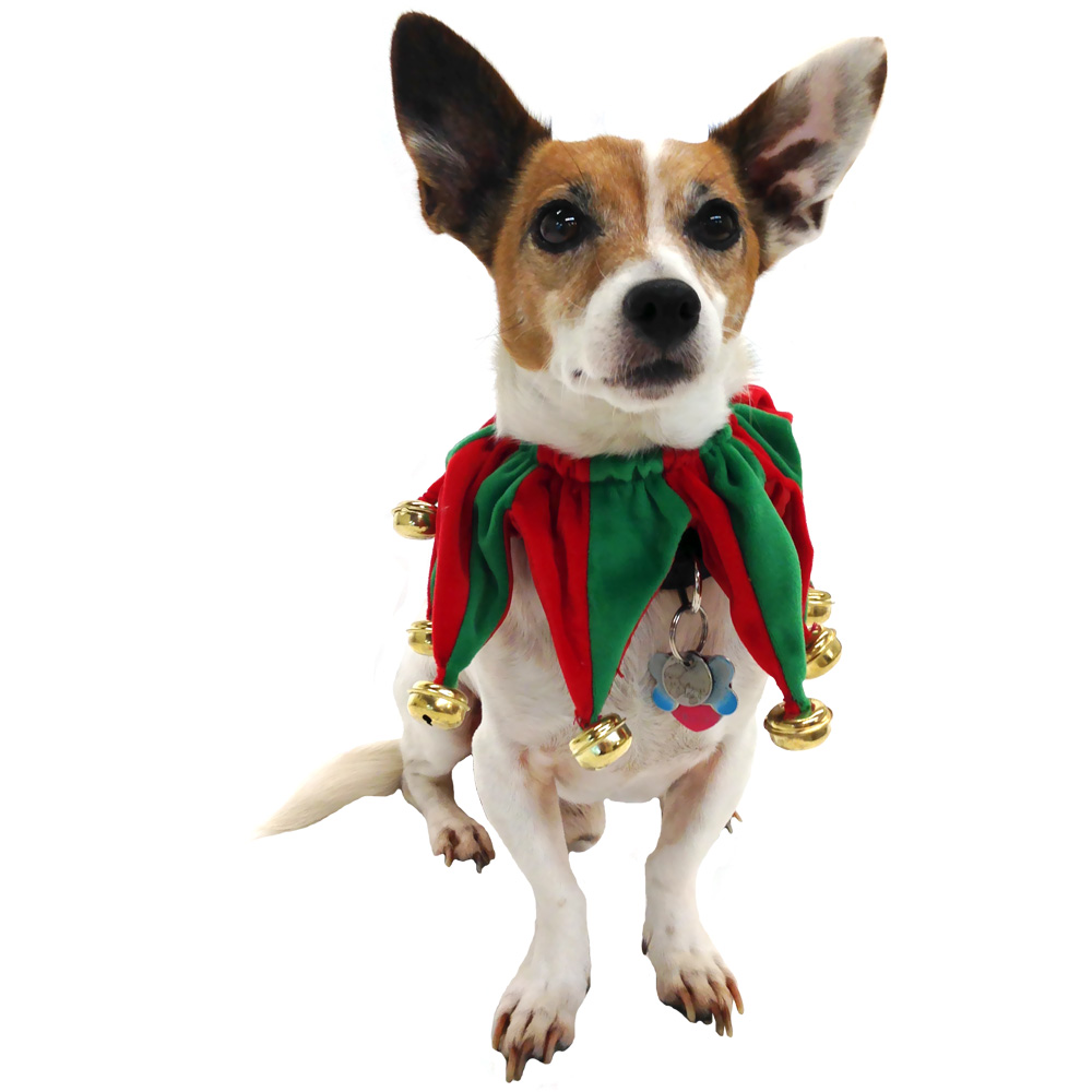 Pet Works Holiday Jester Collar w/ Bells (S) EntirelyPets/HealthyPets
