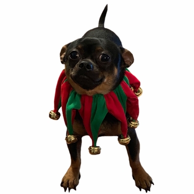 PET-WORKS-HOLIDAY-JESTER-COLLAR-WITH-BELLS-SMALL