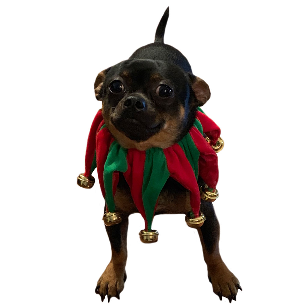 PET-WORKS-HOLIDAY-JESTER-COLLAR-WITH-BELLS-SMALL