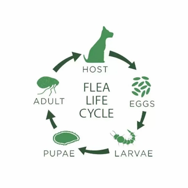 PETPREVEA-PLUS-FLEA-TICK-DOGS-23-44-LBS-12-MNTH-SUPPLY