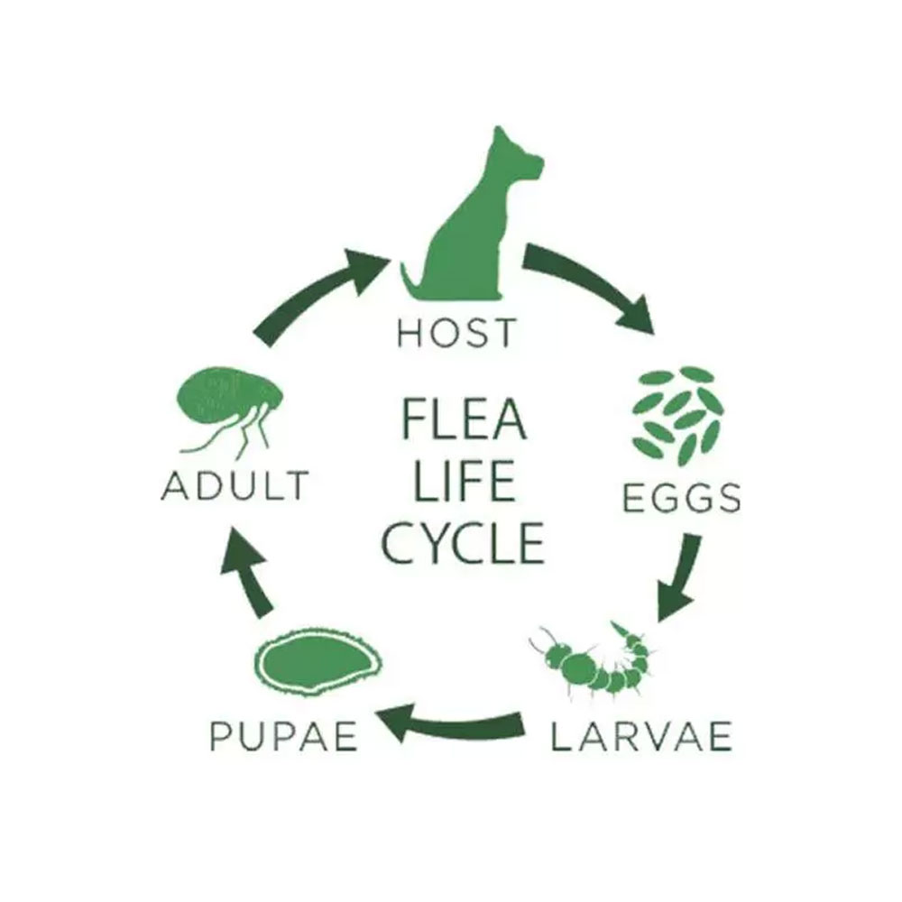 PETPREVEA-PLUS-FLEA-TICK-DOGS-45-88-LBS-6-MNTH-SUPPLY