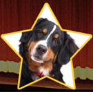 Pets From The Glitz & Glamour