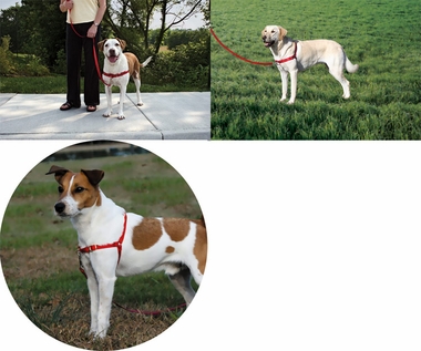 EASYHARNESS