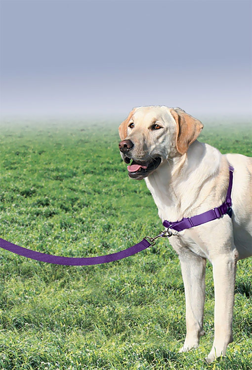 PETSAFE-EASY-WALK-HARNESS-LARGE-DEEP-PURPLE