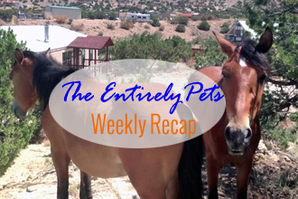 Placitas Takes a Firm Stance on Feral Horses, A Dog Makes an Amazing Rescue, and a Man Drives Across the Country for Shelter Animals- See What Else You Missed This Week with This Weeks EntirelyPets Weekly Recap (August 10-15, 2014)
