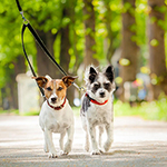 Popular Outdoor Activities for Pets