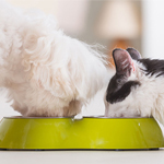 Premium Natural Food For Your Dog And Cat