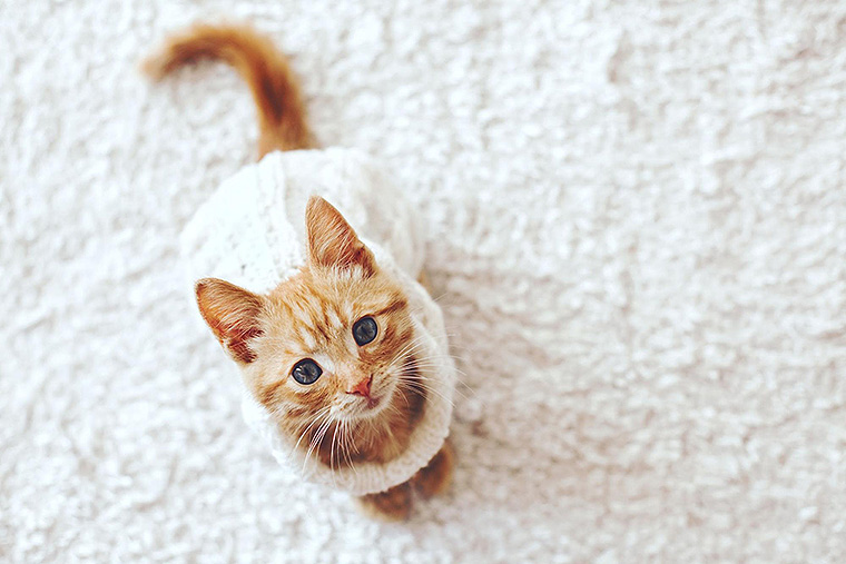 Prep Your Home for a Kitten in 9 Steps