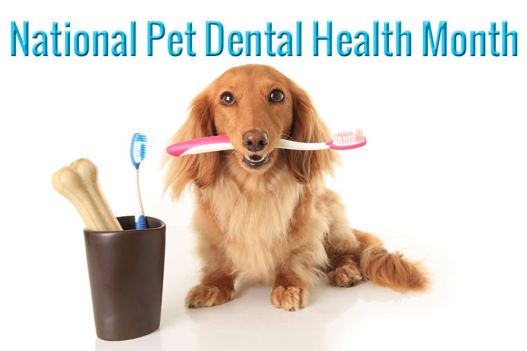 Prevent Dental Disease from Plaguing Your Pet with 3 Simple Steps
