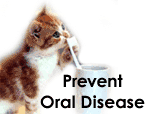 Prevent Oral Disease