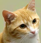 Preventing Dental Disease in Cats