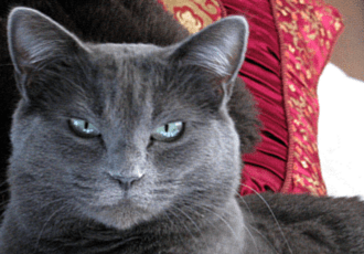 Prin's Press: A Cat's Guide to Dealing With a New Puppy