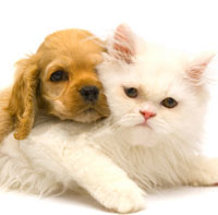 Protect Your Pets From Harmful Parasites