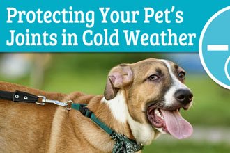 Protecting Your Pet's Joints in Cold Weather