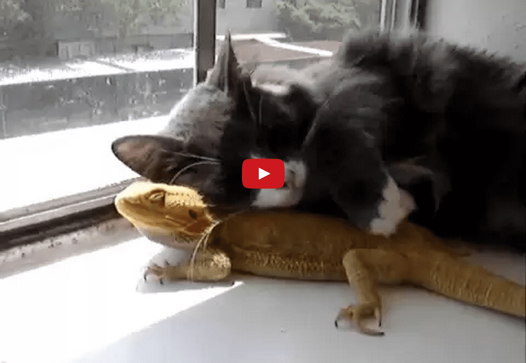 Puff the Bearded Dragon Lives by a Kitty: Watch This Lizard and Cat Bond Over Their Love of Lounging in the Sun!!