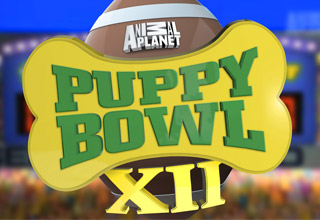 Puppy Bowl XII is Here!