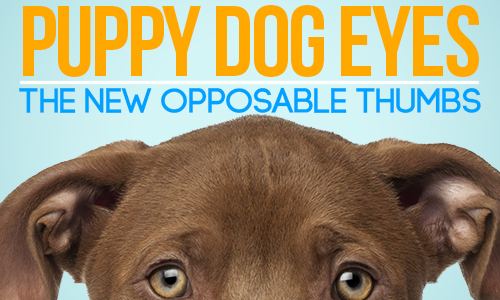 Puppy Dog Eyes Are The New Opposable Thumbs