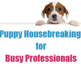 Puppy Housebreaking for Busy Professionals