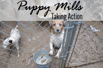 Puppy Mills: Taking Action