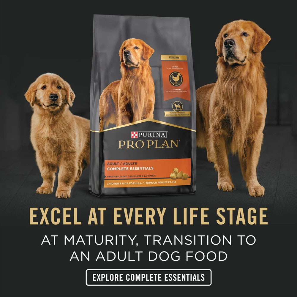 Purina Pro Plan Focus Puppy Chicken & Rice Canned Dog Food, 13oz, case