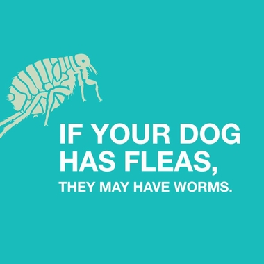 QUAD-DEWORMER-FOR-LARGE-DOGS